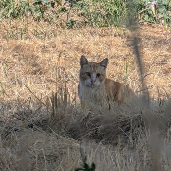 Penitencia Creek County Park - Kitty - Hiking Near Me - San Jose, California Penitencia Creek County Park - Kitty - Hiking Near Me - San Jose, California