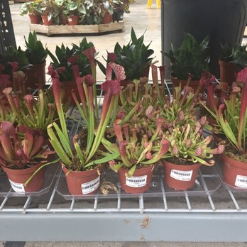 Louisiana Nursery - Carnivorous plants! - Nurseries & Gardening Near Me - Baton Rouge, Louisiana
