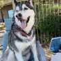 Photo of Hopi Animal Hospital