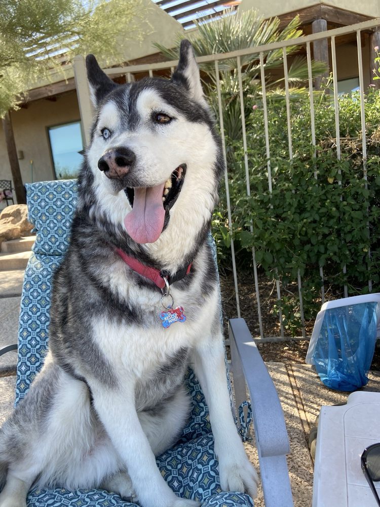 Hopi Animal Hospital - pet boarding facility in Scottsdale, AZ