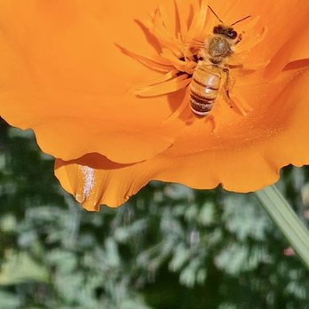 Park Winters Weddings - Bees everywhere, but didn't bother anyone - Bed & Breakfast Near Me - Winters, California