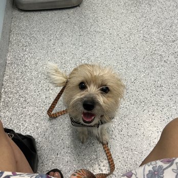 Ohana Veterinary Clinic - Skoshi - Veterinarians Near Me - Torrance, California Ohana Veterinary Clinic - Skoshi - Veterinarians Near Me - Torrance, California