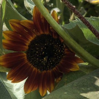 Centerville Station - Sunflower Maze - a sunflower in a garden - Farmers Market Near Me - Sanger, California Centerville Station - Sunflower Maze - a sunflower in a garden - Farmers Market Near Me - Sanger, California