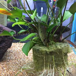 Taken at Uncle Neds, so many selections of fresh water fishes and many of them are unusual which you can't find from other fish store. Taken at Uncle Neds, so many selections of fresh water fishes and many of them are unusual which you can't find from other fish store.