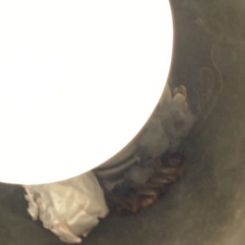 Doolittle's - Cockroach in the light at the table - Seafood Near Me - Anderson, South Carolina