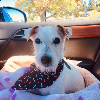 Pyrenees Pets - I'm Guinny and I just had the best grooming spa day at Pyrenees Pets. - Pet Groomers Near Me - Danville, California