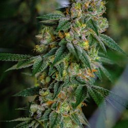 Life Is Good Healing - Butter plant
