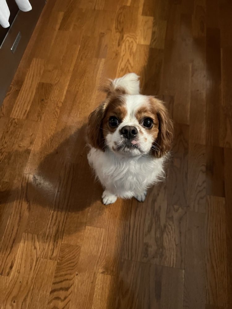 Kriser's Natural Pet Image