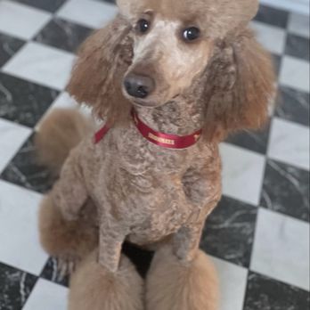 Ironmaya Pet Grooming - One of the many great haircuts my dog's had here - Pet Groomers Near Me - Arcadia, California Ironmaya Pet Grooming - One of the many great haircuts my dog's had here - Pet Groomers Near Me - Arcadia, California