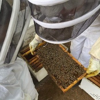 Steele Apiaries - Well, Ms. Queen, where are you? - Specialty Food Near Me - Eagle, Idaho