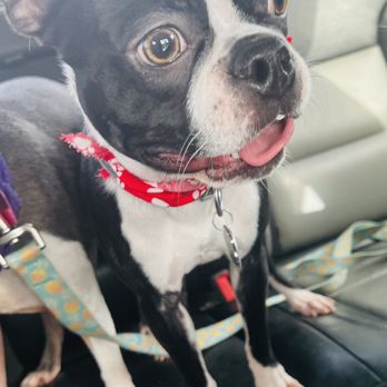 It's A Dog's World - Pet Sitting Near Me - Sturgis, Michigan It's A Dog's World - Pet Sitting Near Me - Sturgis, Michigan