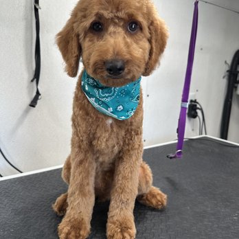 Little Paw Mobile Grooming - Golden doodle haircut puppy - Pet Groomers Near Me Little Paw Mobile Grooming - Golden doodle haircut puppy - Pet Groomers Near Me