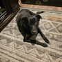 Rub A Dub Dog Grooming