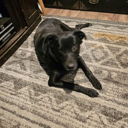Rub A Dub Dog Grooming - This is Kiki. I think she needs her bitt glands cleaned. Do you do that n How much Kim Southard tokyokim46@gmail.com