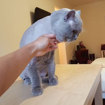 British Long Haired Delilah After Getting A Lion Cut Yelp