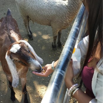 Bates Nut Farm - Feeding the goats! - Specialty Food Near Me - Valley Center, California