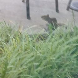 The Grand of Dublin - An Optalis Health & Rehabilitation Center - Squirrel alert right out my window