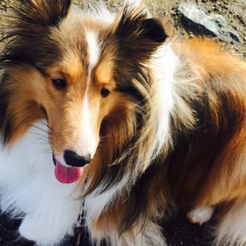 Mori Point - My walking buddy. - Hiking Near Me - Pacifica, California