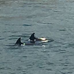 Dolphins sighted in the tour Dolphins sighted in the tour