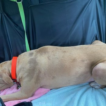Kama'aina K9 Adventures - Pet Sitting Near Me - Waipahu, Hawaii