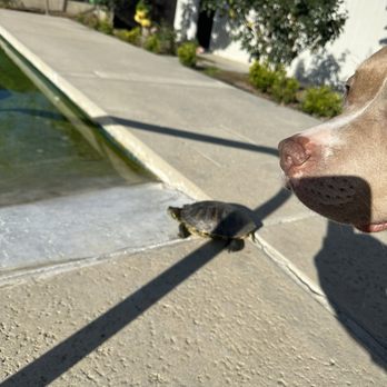 Downey Animal Care Center - Our new pet turtle and our pitbull are BFF! - Pet Adoption Near Me - Downey, California
