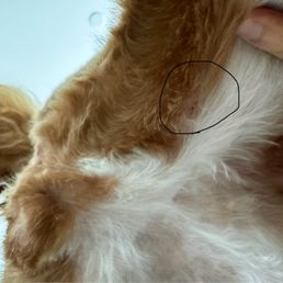 Cut on my dog's thigh