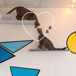 Purr Cup Cafe - Kitty love! (King Mack and Curlee)