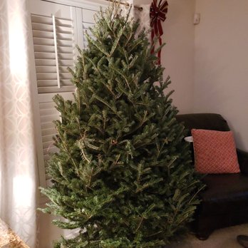 Treedrop - Christmas Trees Near Me Treedrop - Christmas Trees Near Me