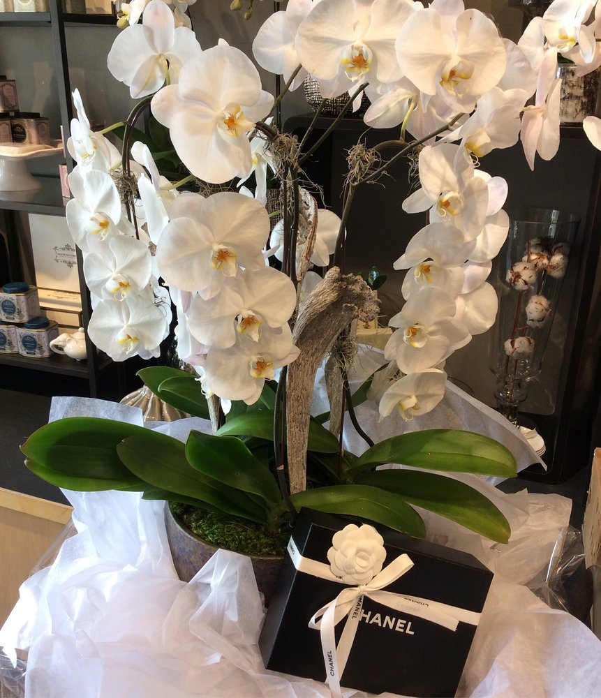 WISTERIA FLORAL DESIGN 126 Photos 7368 Yonge St, Thornhill, Ontario