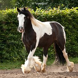 Reitstall Verworner