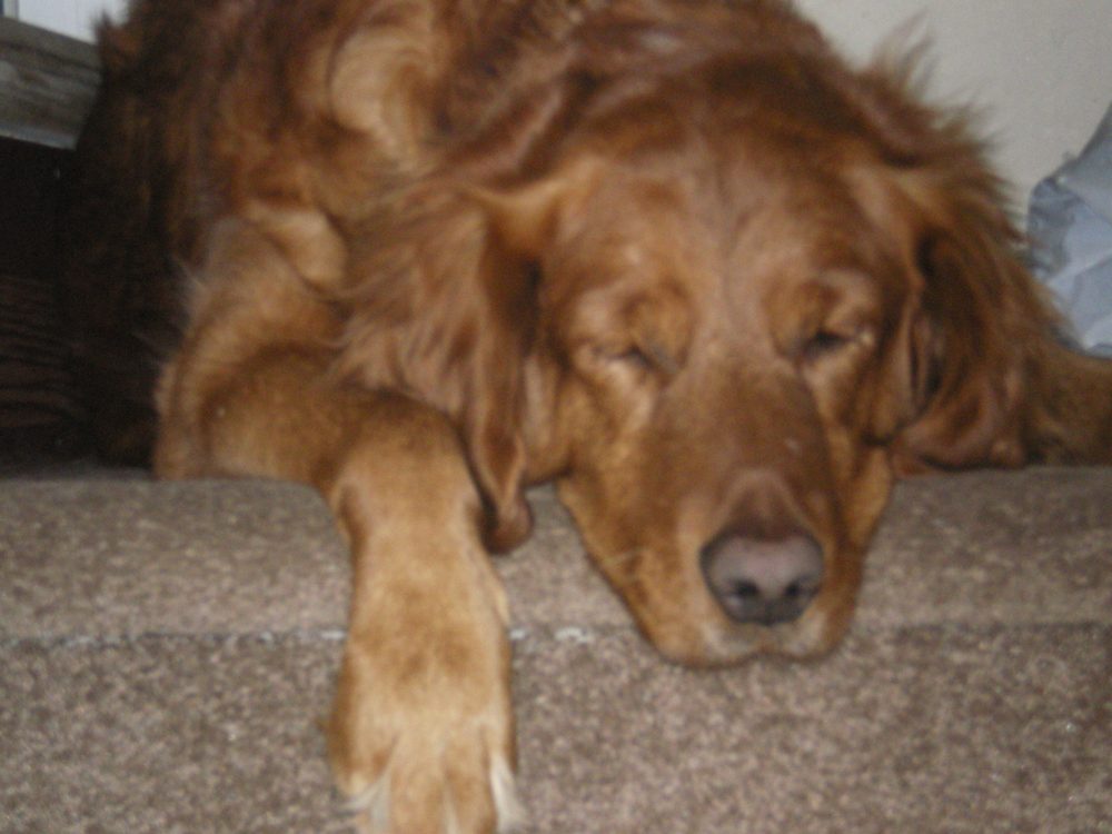 LAFAYETTE HILL DOG RESORT AND TRAINING CENTER Updated October 2024