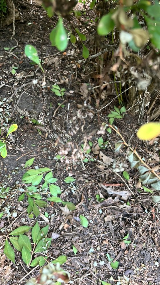 Revival Landscaping - tree service in Pittsburgh, PA