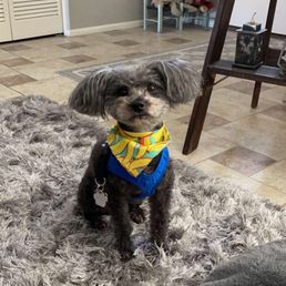Bad haircut