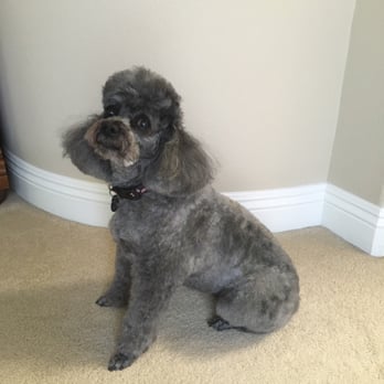 Pinky's Mobile Grooming - Maggie May after a recent grooming. - Pet Groomers Near Me Pinky's Mobile Grooming - Maggie May after a recent grooming. - Pet Groomers Near Me