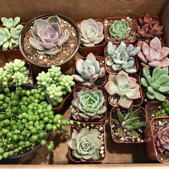 Amalia's Succulents - Succulents - Nurseries & Gardening Near Me - Vista, California