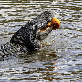 Everglades Excursions - Tours Near Me - Naples, Florida