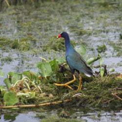 Everglades Day Safari - Purple Gallinule