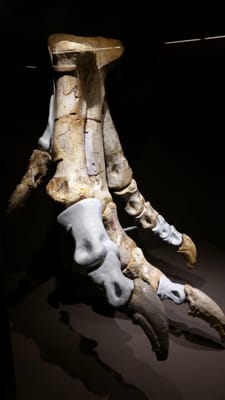 Sam Noble Oklahoma Museum of Natural History by null