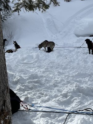 Jackson Hole Iditarod Sled Dog Tours by null