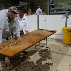 Sweetwater Jaycees Rattlesnake Roundup
