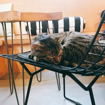 NEKO: A Cat Cafe - Themed Cafes Near Me - Seattle, Washington NEKO: A Cat Cafe - Themed Cafes Near Me - Seattle, Washington