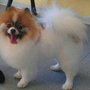 Photo of Brenda's Pet Styling
