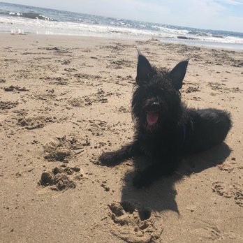 Arroyo Burro Beach - Our pooch having fun at the doggy beach. - Beaches Near Me - Santa Barbara, California Arroyo Burro Beach - Our pooch having fun at the doggy beach. - Beaches Near Me - Santa Barbara, California
