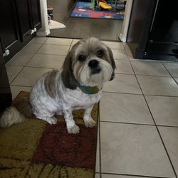 Texas Paw-Fessional Grooming - Pepper