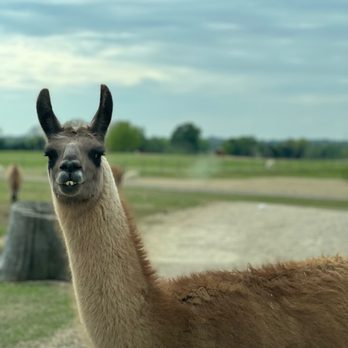 Tennessee Safari Park - Parks Near Me - Alamo, Tennessee