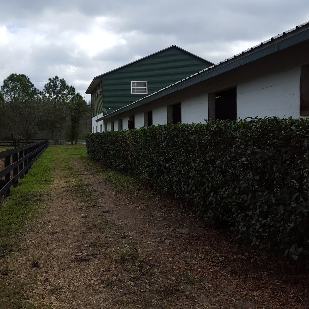 Avalon Stables - Summer Camps Near Me - Lutz, Florida Avalon Stables - Summer Camps Near Me - Lutz, Florida
