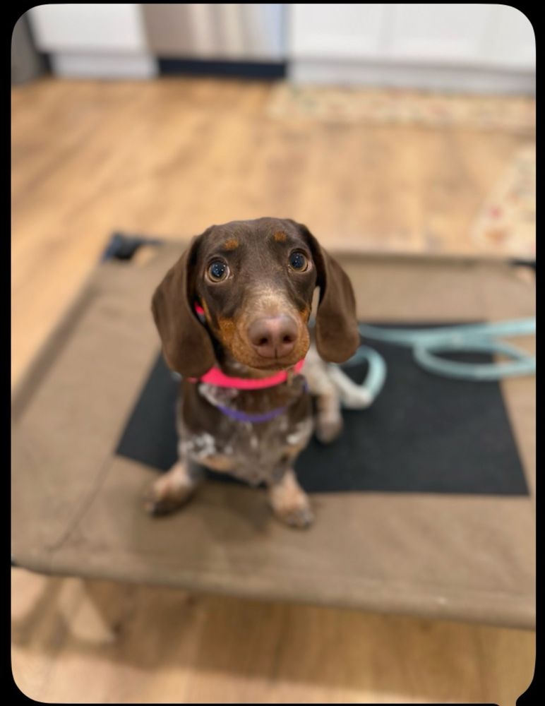 AC K9 Training - pet boarding facility in Southfield, MI