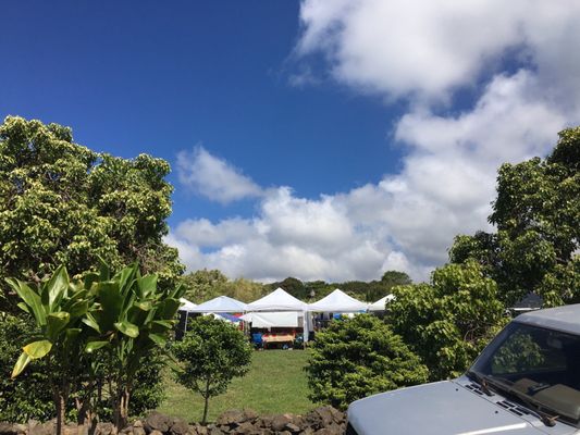 Pure Kona Green Market by null
