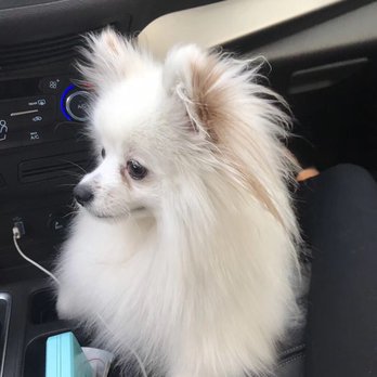 Fantasy Pet Grooming - We are happy! Before and after - Pet Groomers Near Me - Missouri City, Texas