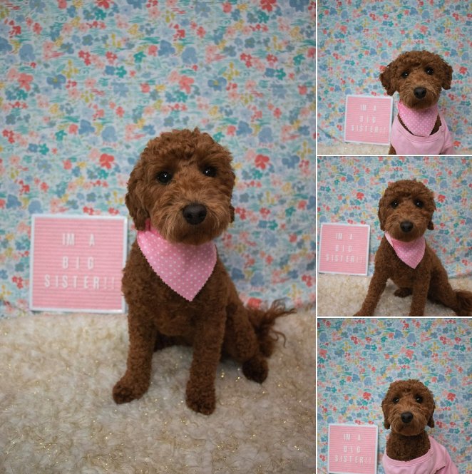 CHAMP’S DOG HOUSE - Updated October 2024 - 1155 NJ-73, Mount Laurel